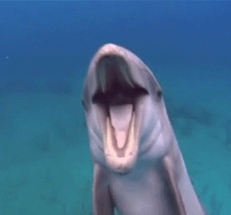 delfin-esto-quieren-las-empresas