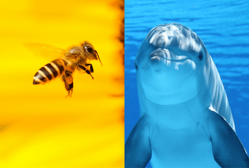 eres-abeja-o-delfin-esto-quieren-las-empresas